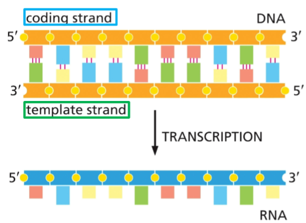 <p>By convention, DNA is drawn with the 5’ end on the left side of the top strand. This places the strand with the same sense as the RNA on top.</p><ul><li><p>The bottom strand (running from 3’ to 5’) is what RNA polymerase actually copies into RNA</p></li><li><p>start in direction where promoter sequence is</p></li></ul><p></p>