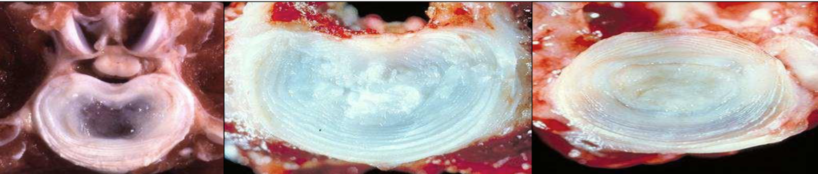 <p>name the following and why </p>