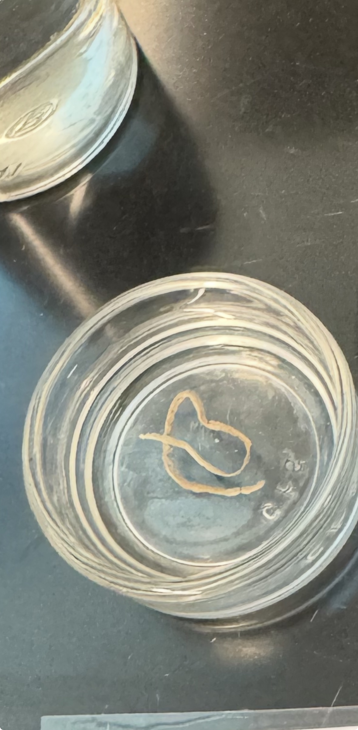 <p>Phylum?</p><p>Class?</p>