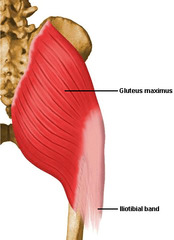 <p>gluteal tuberosity of femur,</p><p>iliotibial tract</p>