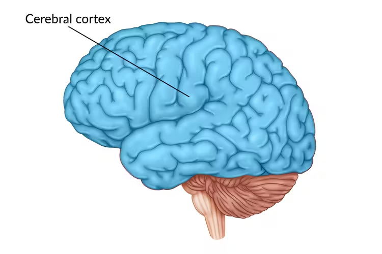 <ul><li><p>cerebral cortex</p></li><li><p>internal structures </p></li></ul><p></p>