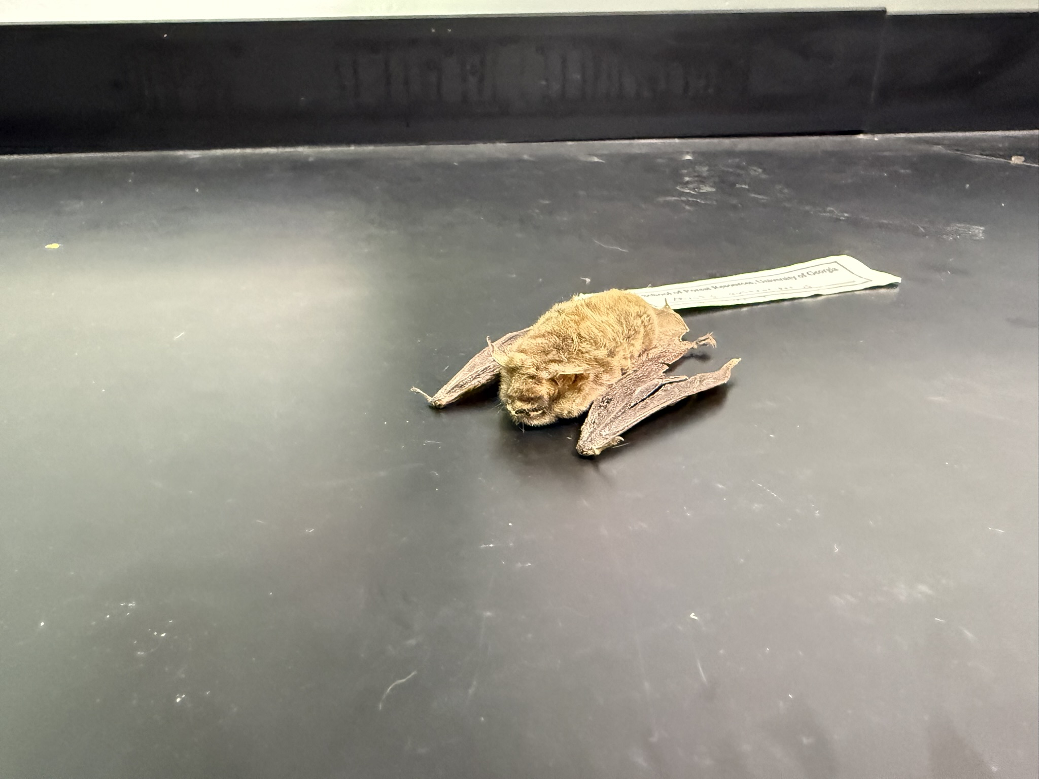 <p>What is the name and taxonomy of the species?</p>