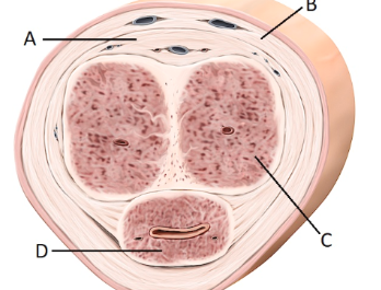 <p><span style="line-height: 17.375px;">Correctly identify the corpus spongiosum.&nbsp;</span></p>