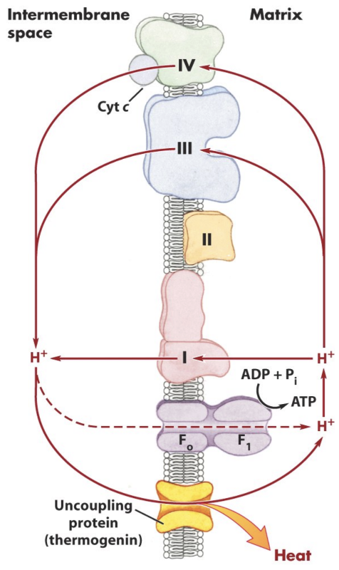 <p>What is UCP/thermogenin?</p>