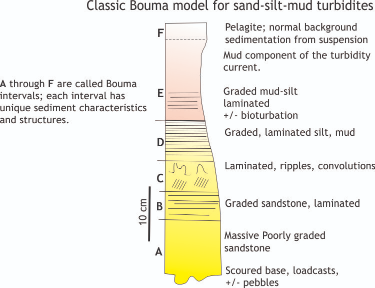 <p>What does the Bouma Model describe?</p>