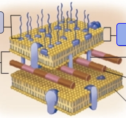 <p>what type of bacteria does this cell wall belong to and what are the arrows pointing to?</p>