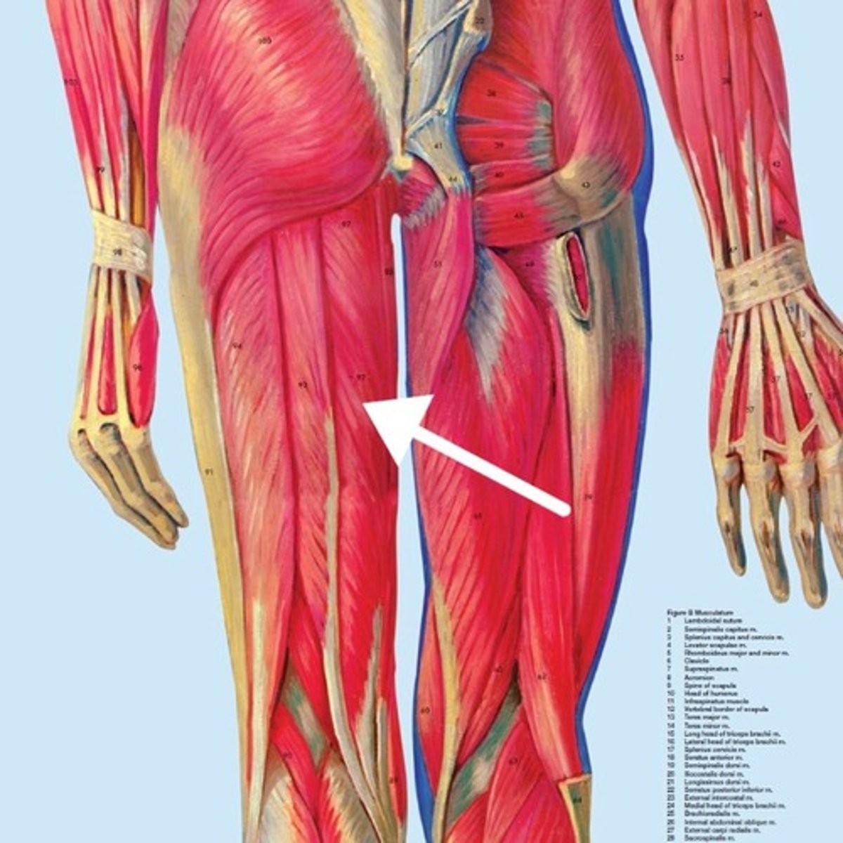<p>What is this muscle?</p>