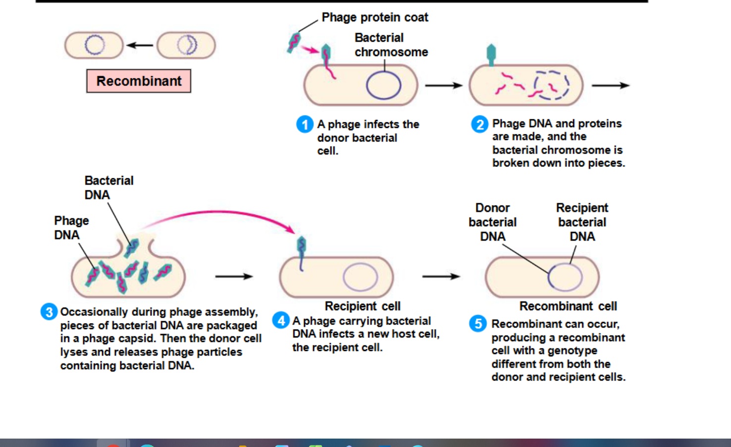 <p>Utilizes a virus as the means to transfer DNA between cells</p><ul><li><p>no cell to cell contact required</p></li><li><p>the infection process in a cell is required</p></li></ul><p>Bacteriophage - a virus that targets only bacteria</p><ol><li><p>Delivers its own genetic material into the cell</p></li><li><p>Codes for proteins that break the host chromosome down</p></li><li><p>Occasionally during phage assembly, pieces of bacterial DNA are packaged in a phase capsid.</p></li></ol><ul><li><p>the donor cell lyses and releases phage particles containing bacterial DNA</p></li></ul><ol start="4"><li><p>A phage carrying bacterial DNA infects a new host cell, the recipient cell.</p></li><li><p>Recombination can occur</p></li></ol><ul><li><p>produces a recombinant cell w/ genotype different from both the donor and recipient cells.</p></li></ul><p>Can occur naturally or intentionally in a lab.</p><p></p>
