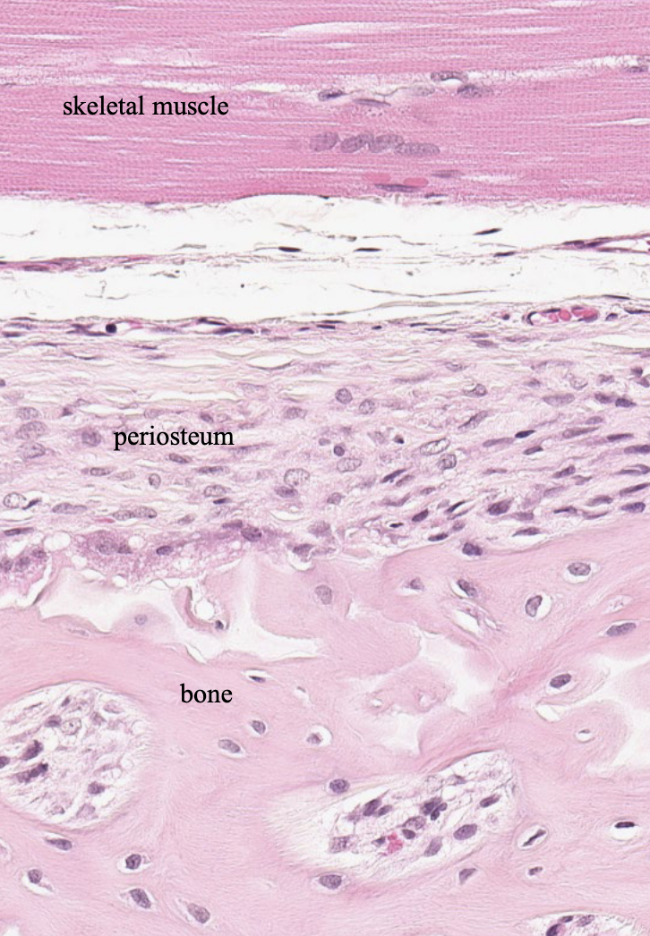 <p>what type of CT is the periosteum made of?</p><p></p>