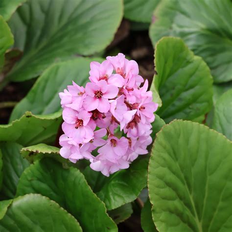<p>Leaves suppress weeds</p>