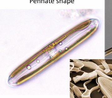 <p>Pennate, like a bacteria</p>