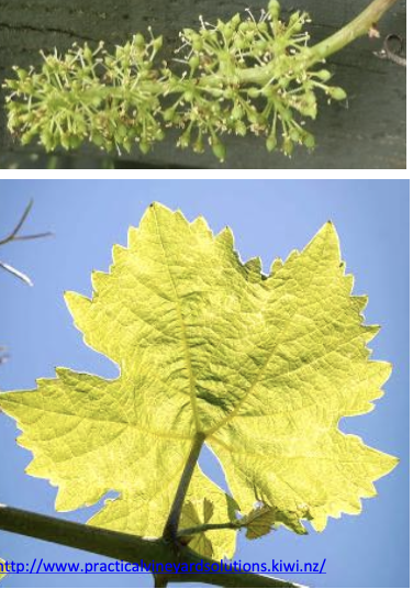 <p><strong>Plant family:</strong> Vitaceae<br><strong>Life cycle:</strong> Perennial<br><strong>Key persistence/spread:</strong> Vegetative propagation from cuttings<br><strong>Farming systems:</strong> Vineyards</p><p><strong> How to identify</strong></p><p>This is a woody climbing vine that produces a permanent trunk and annually renewed fruiting canes. Growth is structured and pruned to a defined framework.</p><p>Leaves are broad, usually palmately lobed, with a rough upper surface and clearly visible veins. Leaf size and shape vary by cultivar, but the lobed structure is consistent.</p><p>Slender tendrils grow opposite the leaves and wrap around wires for support. These tendrils are a key identification feature.</p><p>Flowers are small and inconspicuous, forming loose clusters that later develop into hanging bunches of fleshy fruit.</p>