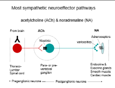 <p>Excitement - Adrenaline “ Fight or Flight”</p><p>CV response = 89- 155 BPM</p><p></p><p>Neurotransmitter = Noradrenaline</p><ul><li><p>Formed from tyrosine</p></li><li><p>Released across the synapse &amp; taken up by Beta receptors on the postsynaptic cell</p></li></ul><p></p>