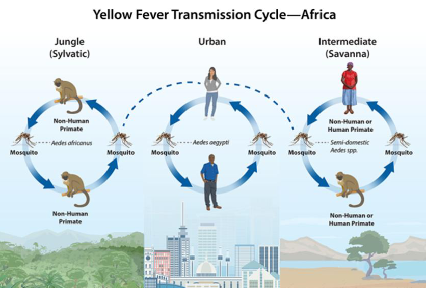 <ul><li><p>Transmission mainly contributed by humans</p></li><li><p>Humans contribute to the spill-over; Spill-over of yellow fever in jungle<u> can start cases </u>in the urban cycle</p></li><li><p>Includes an intermediate cycle</p></li></ul><p></p>