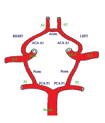 <ol><li><p>Post communicating artery of ICA</p></li><li><p>ACA and the anterior communicating cerebral artery</p></li><li><p>Small portions of the MCA and ICA</p></li><li><p>Posterior cerebral arteries</p></li></ol><p></p>