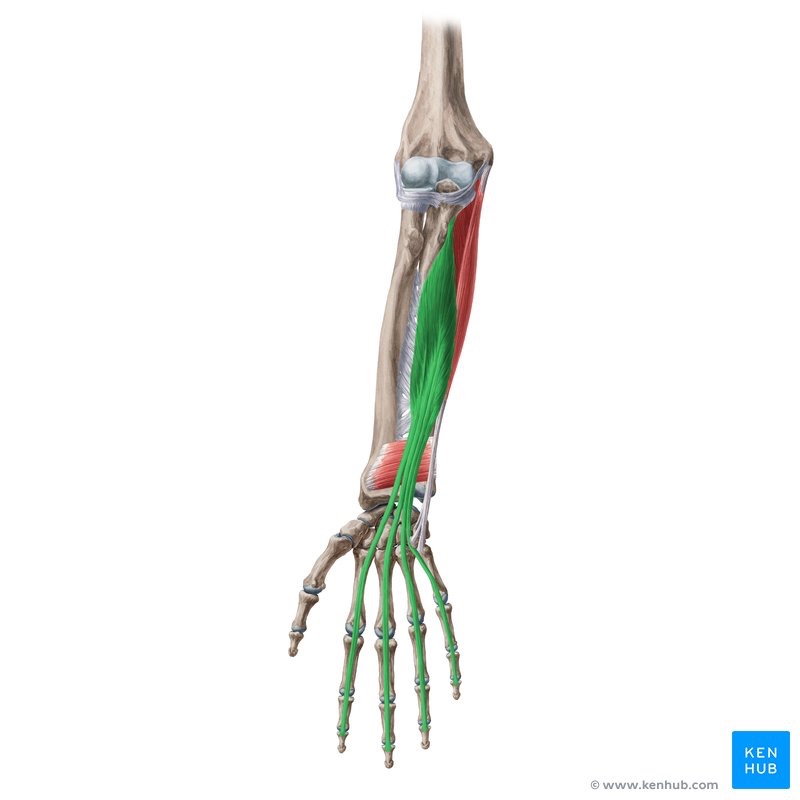 <p><mark data-color="#ffffff" style="background-color: rgb(255, 255, 255); color: inherit;">A major extrinsic muscle in the forearm that flexes the middle phalanges of digits 2–5 at the proximal interphalangeal (PIP) joints</mark></p>
