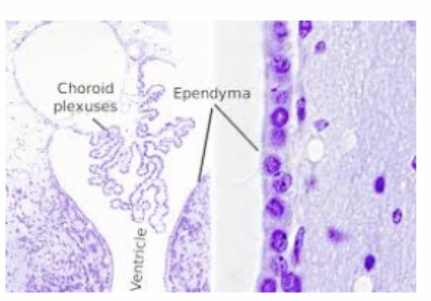 <p><span>Ependymal cells: Function and etc: Line the ventricles and central canal and produce and circulate cerebrospinal fluid (CSF). They are ciliated glial cells and form part of the choroid plexus.</span></p>