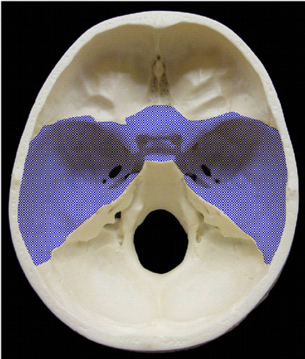 <p>Name the cranial fossa</p>