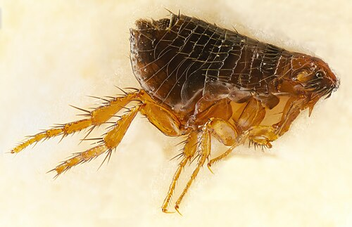 <p>Identify</p>