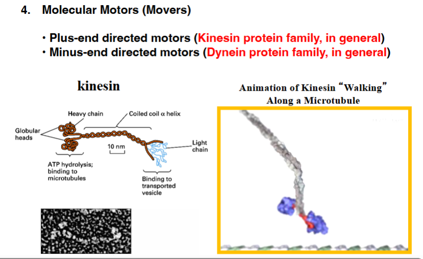 <p><span style="background-color: transparent;"><strong>Molecular Motor Proteins</strong></span></p>
