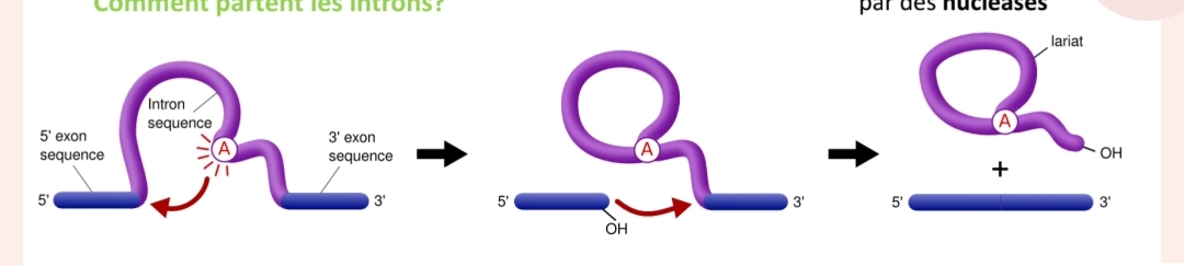 <p>Définition du cours : Le site donneur GU est en 5’ de l’intron, le site accepteur AG en 3’ et le site de branchement contient un nucléotide A. Explication simplifiée 💡 : Le spliceosome repère notamment GU, le A de branchement et AG pour savoir où découper.</p>