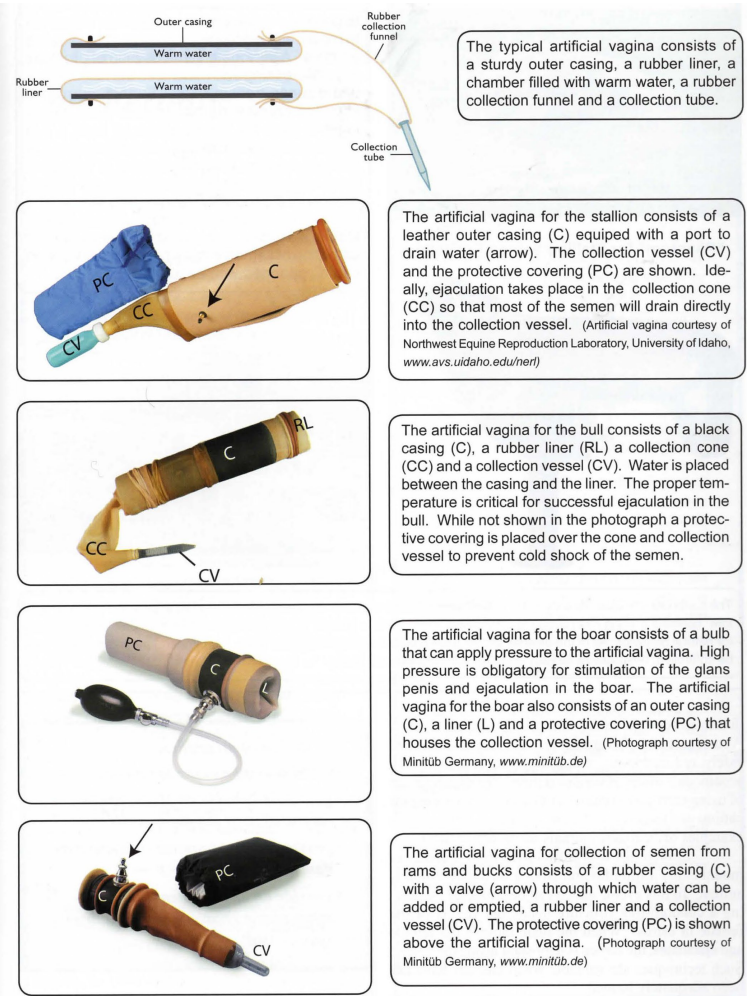 <p>Artificial vagina: device that simulates vaginal conditions of a female in estrus. </p><p>• Artificial vaginas consist of an outer casing fashioned of reinforced rubber and a liner that is generally made of rubber that can be lubricated.</p><p> • Temperature and pressure are controlled by the water that is placed between the casing and the liner. </p><p>• One end of the artificial vagina is attached to a funnellike cone that in tum is attached to a collection vessel, usually a non-breakable graduated test tube. </p><p>• Males that are to be collected with an artificial vagina need some form of training. • </p><p>Electroejaculation: electrical stimulation of the accessory sex glands and the pelvic urethra. Electroejaculation is generally used in males of high genetic value that cannot physically perform mounting and ejaculation. In the beef industry, electroejaculation is used in range bulls</p>