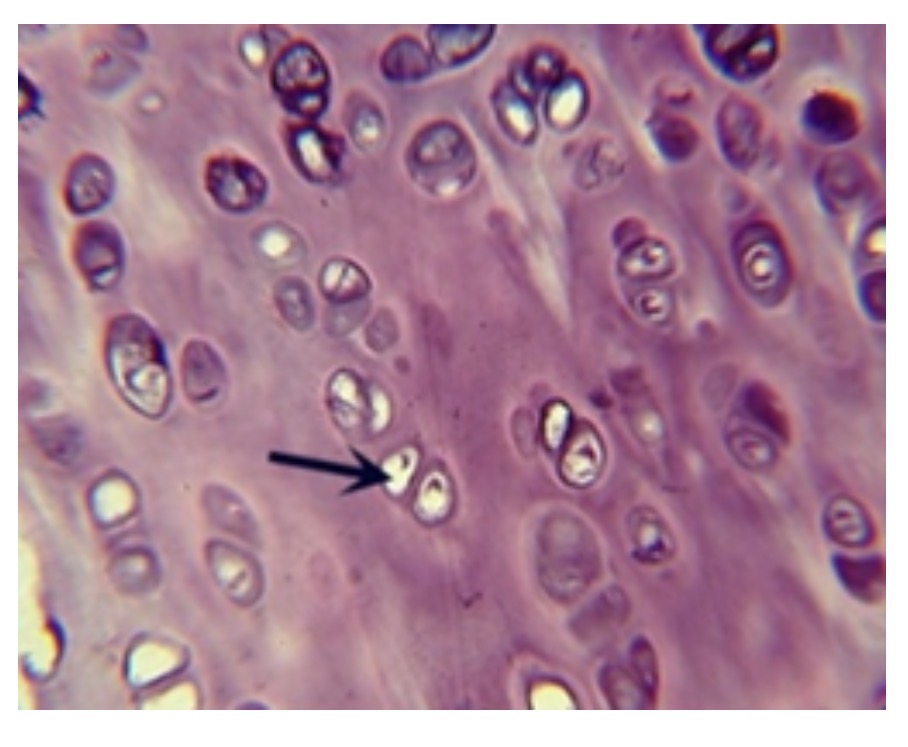 <p><span>Identify this connective tissue.</span></p>