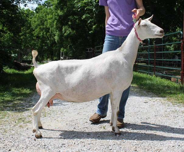 <p>Goat breed</p>