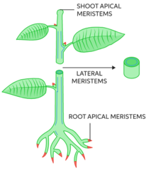 <p>found where horizontal growth can occur </p><p>(i.e., lateral meristems function to increase thickness)</p>