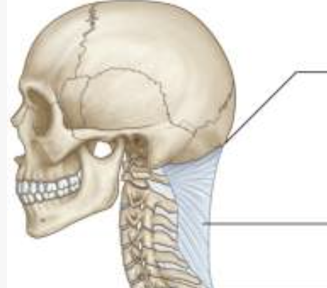 <p>Lower arrow </p>
