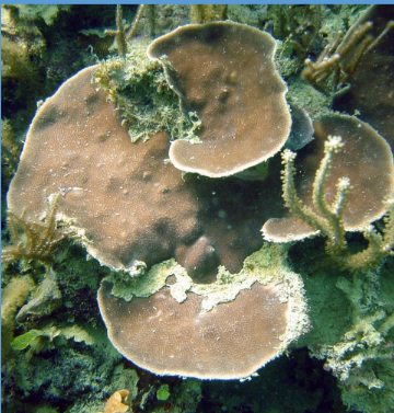 <p>What is this plate coral from the Scleractinia order? </p>