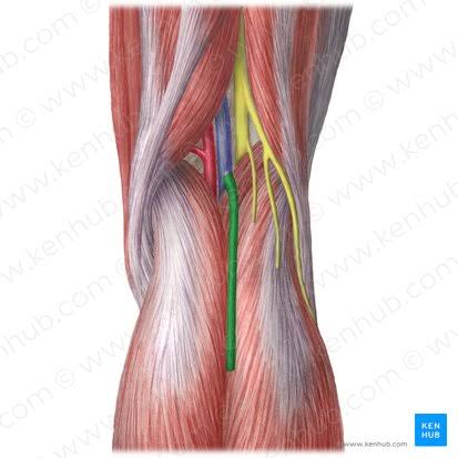 <p>Where does small saphenous vein drain into?</p>