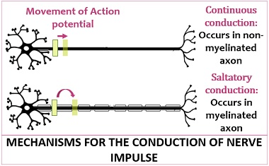 <p>-communication through ur body only happens when AP travels from trigger zone → axon terminals</p><ul><li><p>travel = propagation, 2 kinds</p></li></ul><p>Continous Conduction (Unmyelinated Axons):</p><p>-travels down ENTIRE axon, overall slower</p><p>Saltatory Conduction (Myelinated Axons):</p><p>-myelin sheaths pass Na down quickly along axon, since they dont interact with them (so just skips past all myelin parts), overall faster</p><ul><li><p>lipid portion of myelin is hydrophobic (no like Na)</p></li></ul><p>-so, myelin = faster signal conduction</p><p></p>