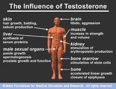 <p>stimulate formation of male reproductive organs and secondary sex characteristics, regulate the reproductive cycle.</p><p>testes</p>