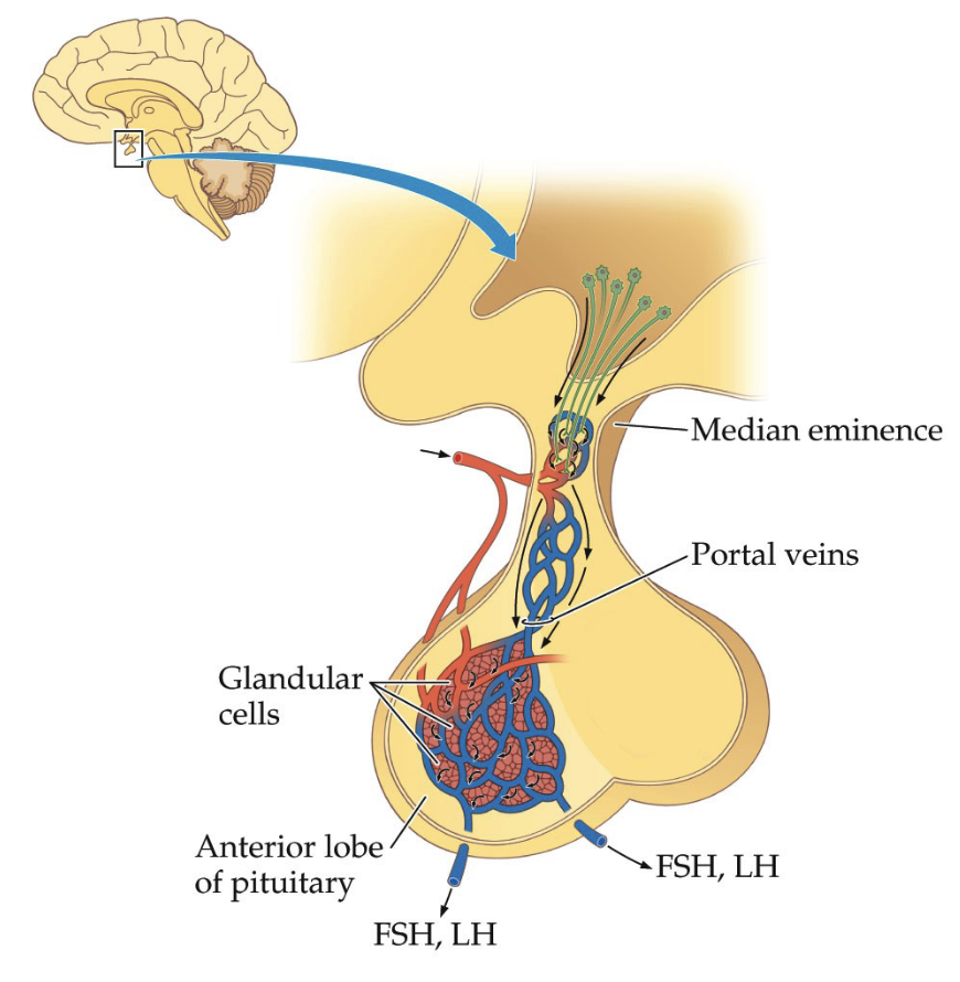 <ul><li><p>Anterior pituitary is highly vascularized (many capillaries, veins, blood vessels)</p></li><li><p>Contains <strong><em>glandular cells</em></strong> that produce hormones</p></li><li><p>Connected to hypothalamus via hypothalamic–pituitary portal system</p></li></ul><p><strong><u>Portal system</u></strong></p><ul><li><p>Specialized blood vessel network</p></li><li><p>Transports hypothalamic releasing hormones directly to anterior pituitary</p></li></ul><p><strong><u>Median eminence</u></strong></p><ul><li><p>Region where hypothalamic hormones enter portal blood supply</p></li></ul><p><strong><u>Hormone pathway</u></strong></p><ol><li><p>Hypothalamus releases releasing hormones (e.g., GnRH)</p></li><li><p>Hormones travel through portal blood vessels</p></li><li><p>Anterior pituitary releases its own hormones (e.g., FSH, LH)</p></li><li><p>Hormones act on distant organs (gonads)</p></li></ol><p><strong><u>Regulation</u></strong></p><ul><li><p>Hypothalamus responds to circulating hormones (e.g., testosterone)</p></li><li><p>Produces cyclical hormone regulation via feedback loops</p></li></ul><p><strong><u>Development</u></strong></p><ul><li><p>System forms in utero, mostly inactive in childhood, activates at puberty.</p></li></ul><p></p>