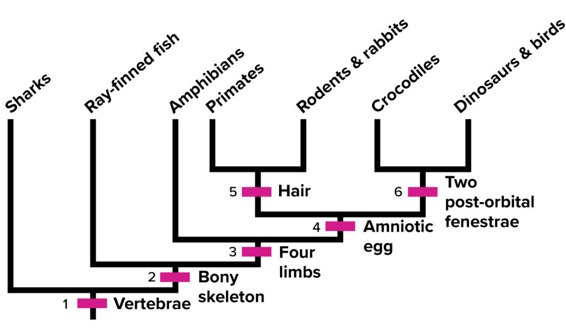 <p><span>Which of these organisms does not have an ancestor with a bony skeleton?</span></p>