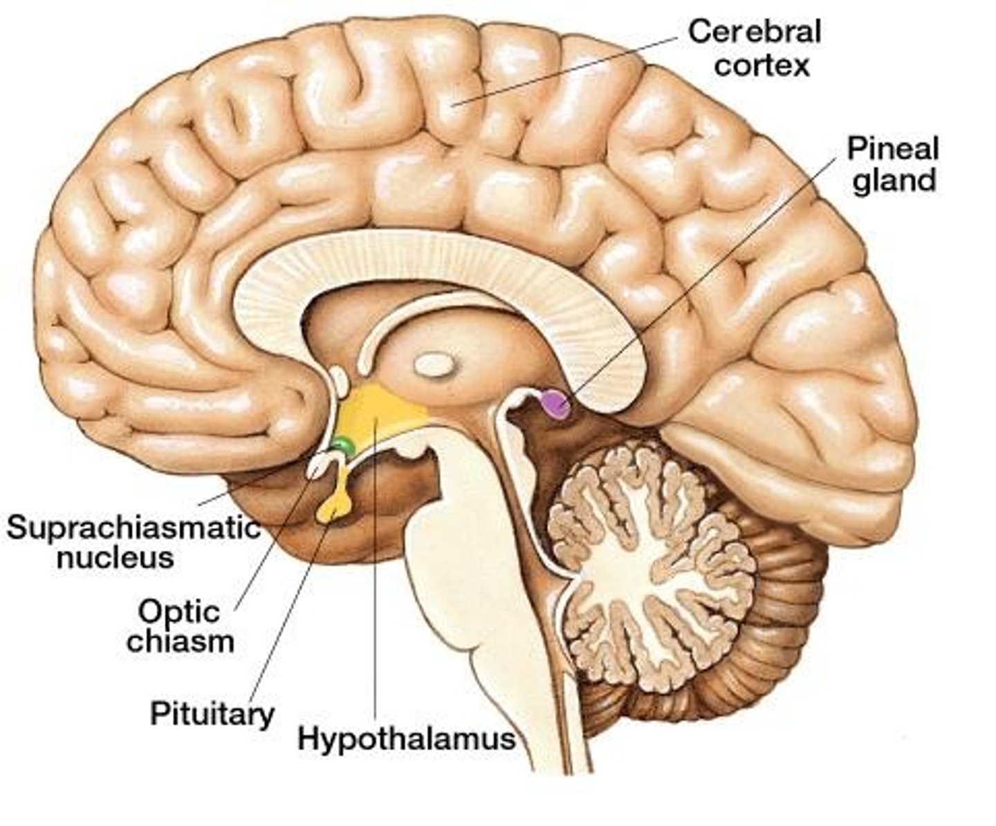 <p>Endocrine gland</p>