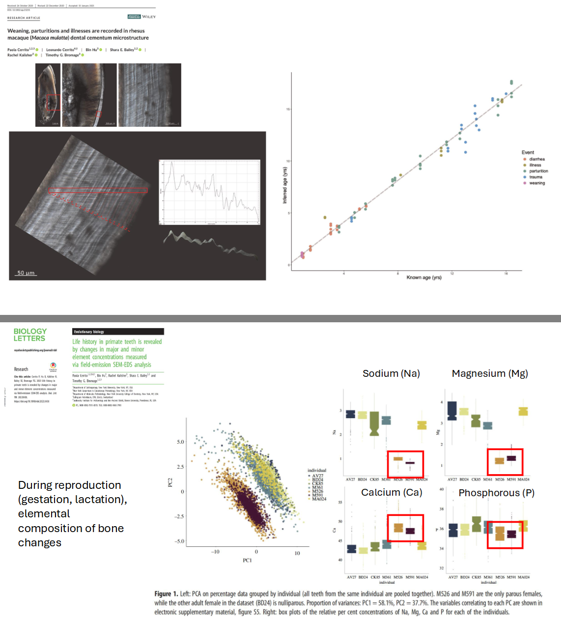 <p>Unlike enamel and dentin, cementum continues growing throughout the entirety of life</p><p>1 light + 1 dark band = 1 year</p><p>Count up band pairs, add to age at which tooth root forms</p><p>More precise than other aging methods for adults</p><p></p><p>During reproduction (gestation, lactation), elemental composition of bone changes</p>