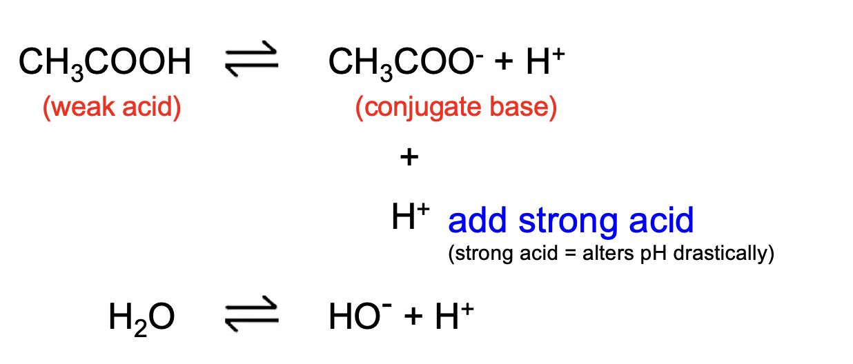 <p>reacts with the weak base in the buffer to form a weak acid, which produces few H+ ions in solution and therefore only a little change in pH</p>