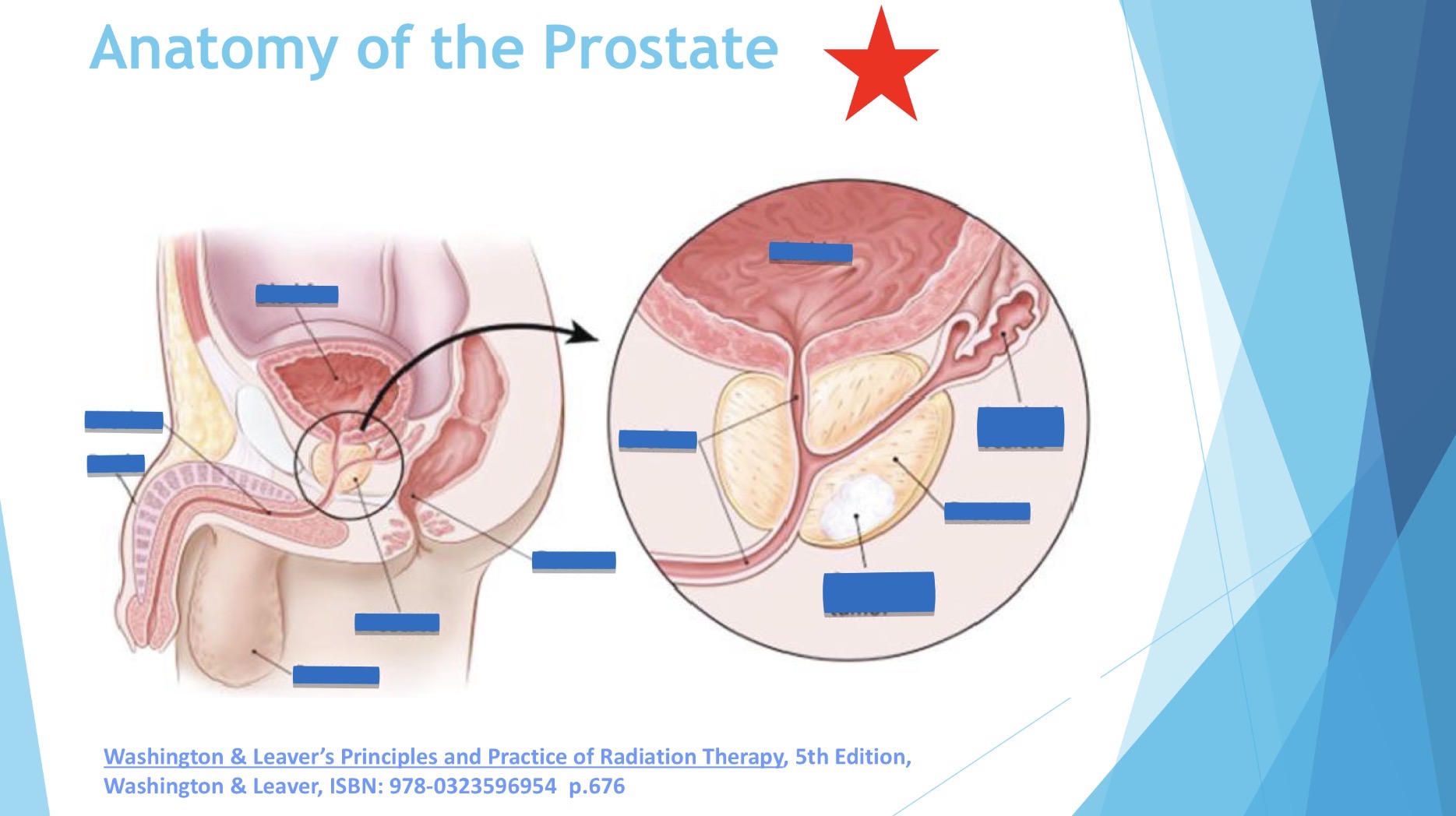<p>name the anatomy</p>