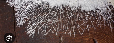 <p>the long, thread-like filaments that make up the structural body of most fungi and molds</p>
