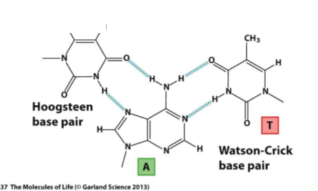 <p>pire adenino prisijungia du timinai</p>