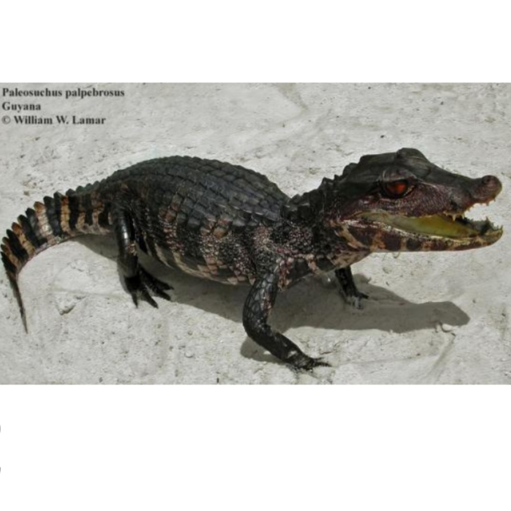 <p>name this animal</p>