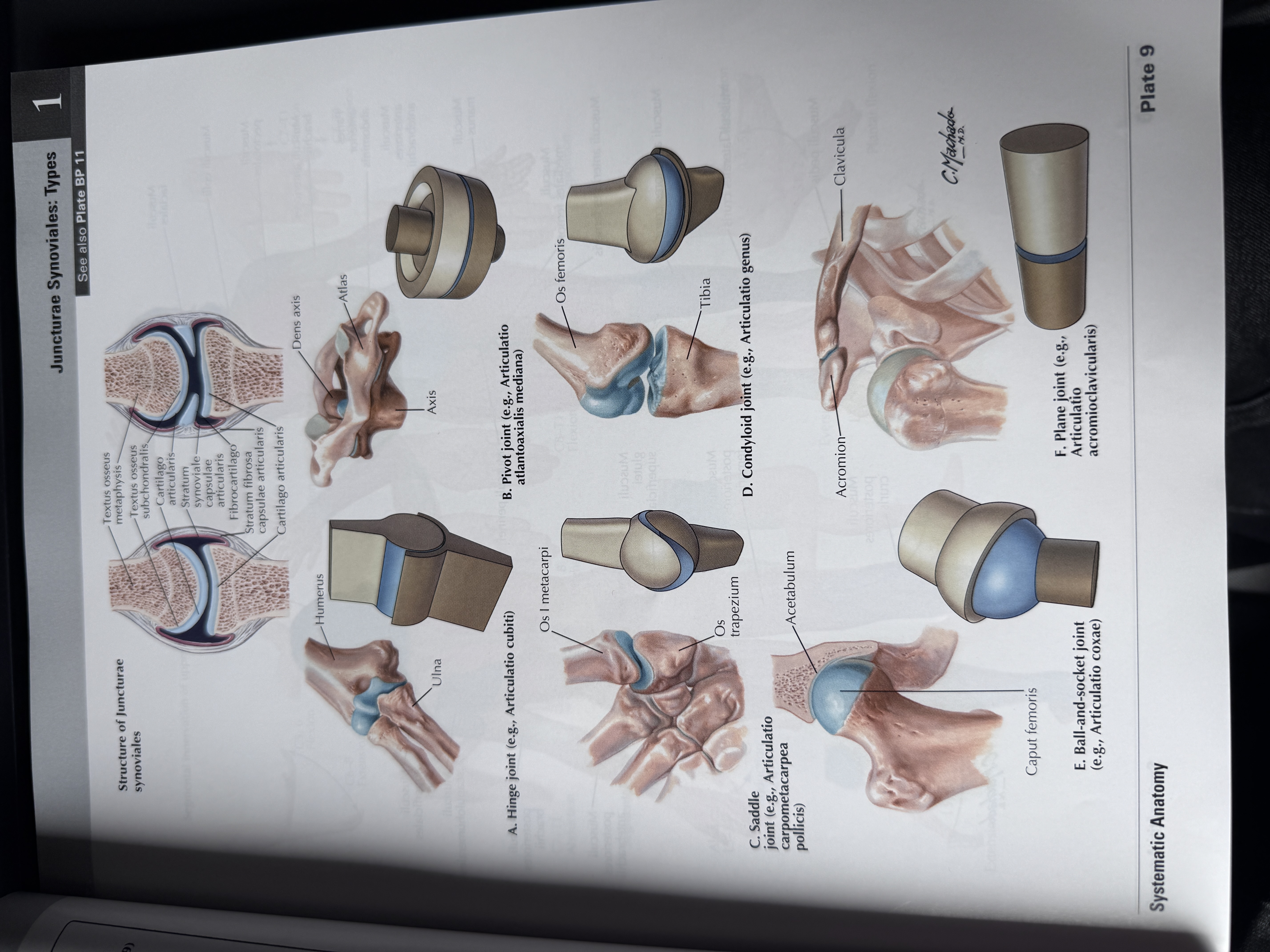 <p>• hinge joint - zawiasowy</p><p>• pivot joint - obrotowy</p><p>• saddle joint - siodełkowaty</p><p>• condyloid joint - elipsoidalny</p><p>• ball-and-socket joint - kulisty</p><p>• plane joint - płaski</p>