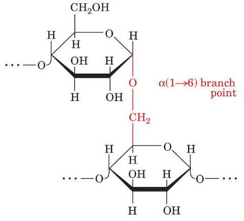 <p>It consists mainly of a (1 --> 4) - linked glucose residues but is a branched molecule with a (1 --> 6) branch, points every 24 to 30 glucose residues on average. </p>