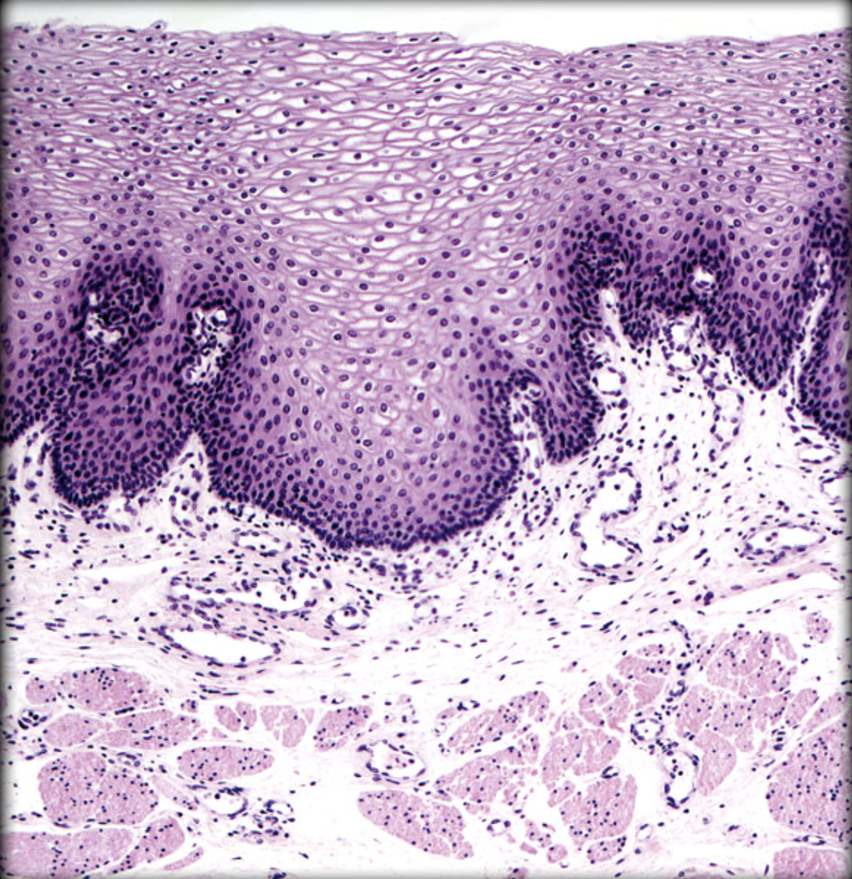 <p>What organ is this?</p>