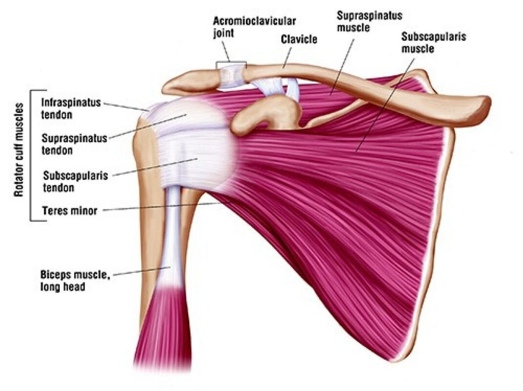 <p>supraspinatus, infraspinatus, subscapularis, teres minor</p>