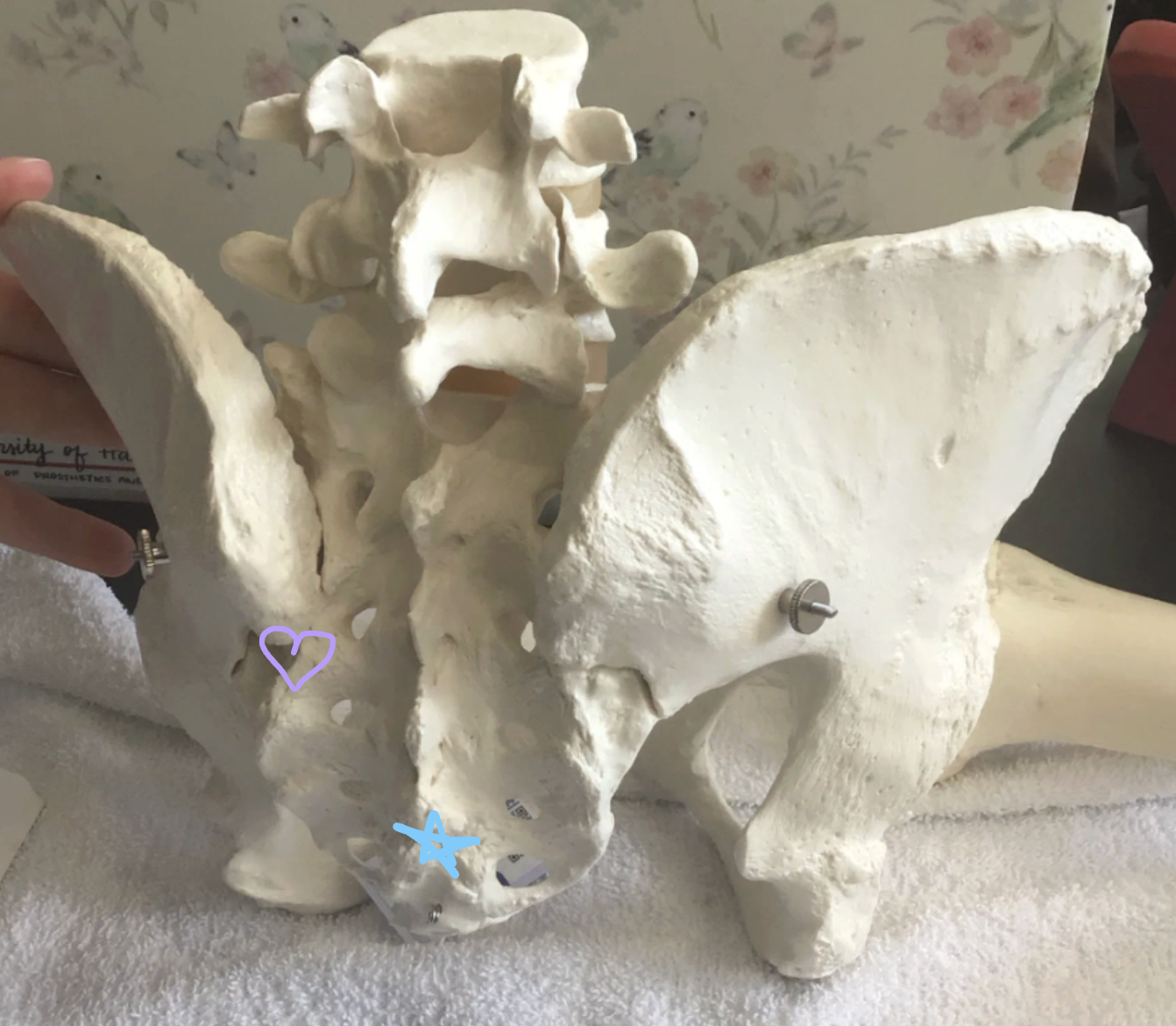 <p>Blue star: What is this structure? What passes through here?</p><p>Purple heart: What is this structure? What is made by?</p>