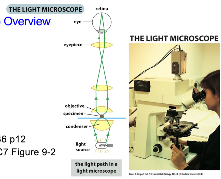 <p>Light Microscope</p>