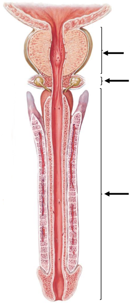 <p>Label the following diagram</p>